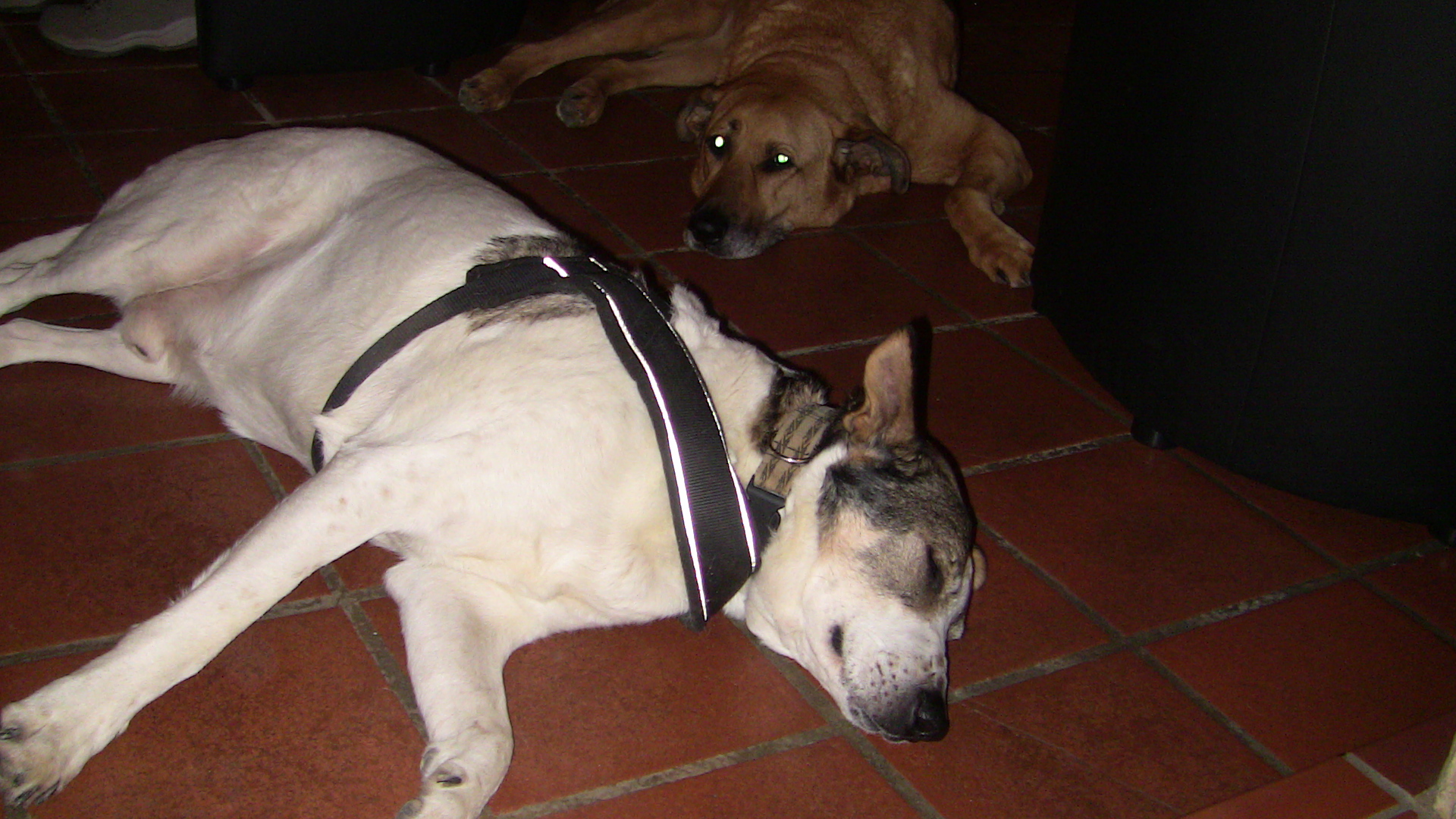 Barnie und Cora in der Kaminbar.JPG (1920 x 1080)